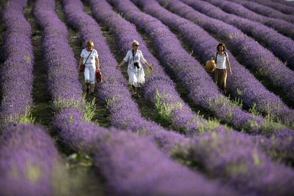 La Provenza rusa: las pintorescas plantaciones de lavanda en Crimea
La Provenza rusa: las pintorescas plantaciones de lavanda en Crimea
- Sputnik Mundo