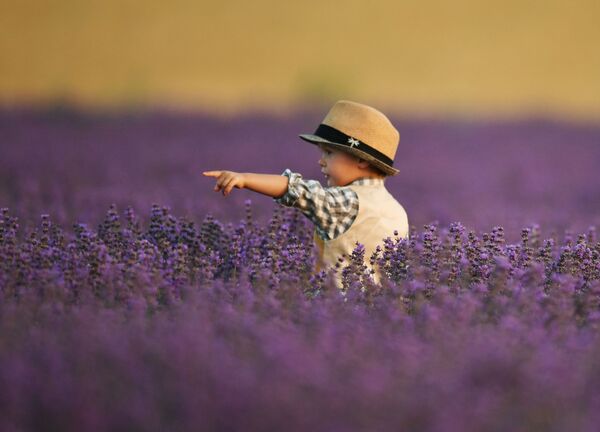 La Provenza rusa: las pintorescas plantaciones de lavanda en Crimea
La Provenza rusa: las pintorescas plantaciones de lavanda en Crimea
- Sputnik Mundo