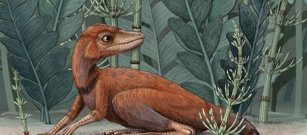  'Kongonaphon kely', predecesor de los dinosaurios  - Sputnik Mundo