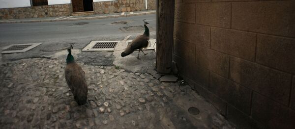 Pavos reales en las calles de Ronda, España, durante la cuarentena Pavos reales en las calles de Ronda, España, durante la cuarentena - Sputnik Mundo