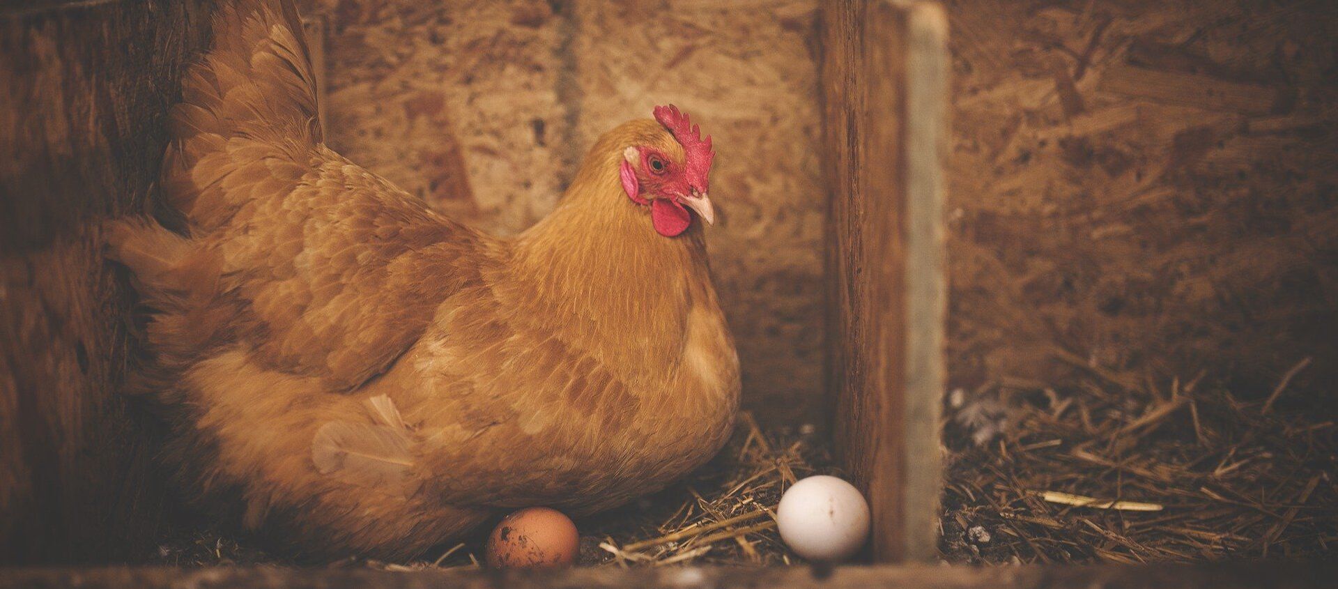 Gallina y huevos  - Sputnik Mundo, 1920, 18.01.2021