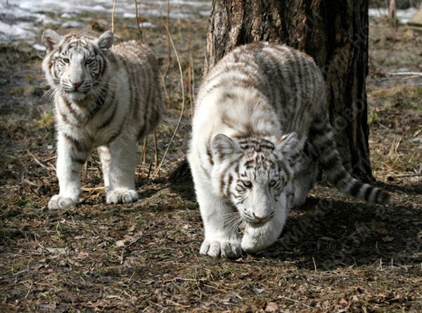 RIA Novosti, Valeri Titievski - Sputnik Mundo