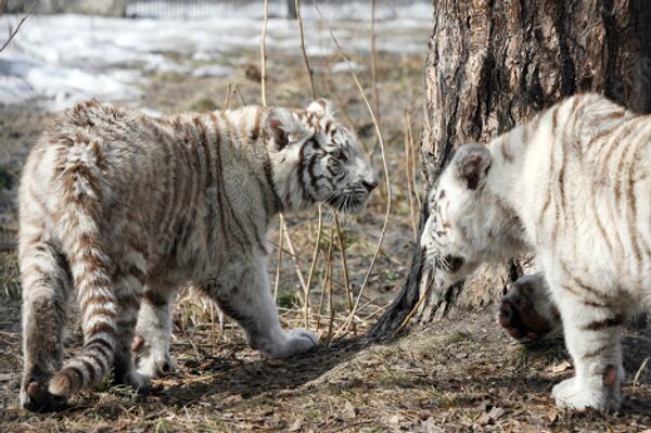 RIA Novosti, Valeri Titievski - Sputnik Mundo