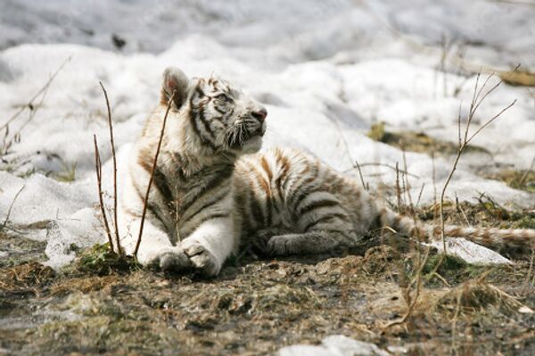 RIA Novosti, Valeri Titievski - Sputnik Mundo