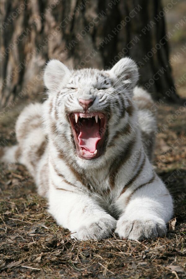 RIA Novosti, Valeri Titievski - Sputnik Mundo