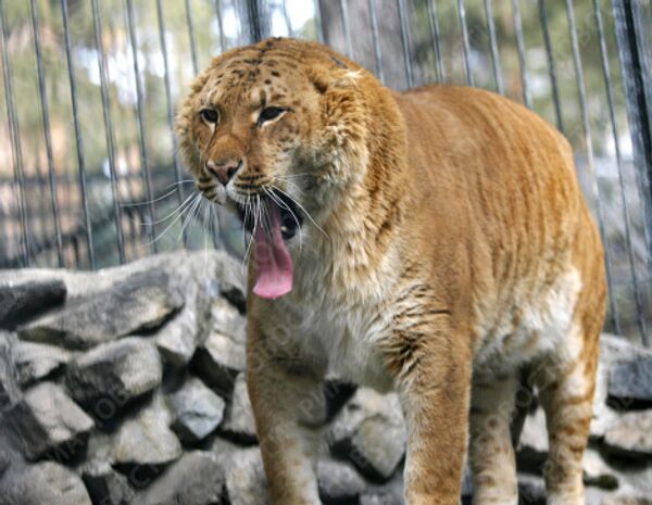 RIA Novosti, Valeri Titievski - Sputnik Mundo