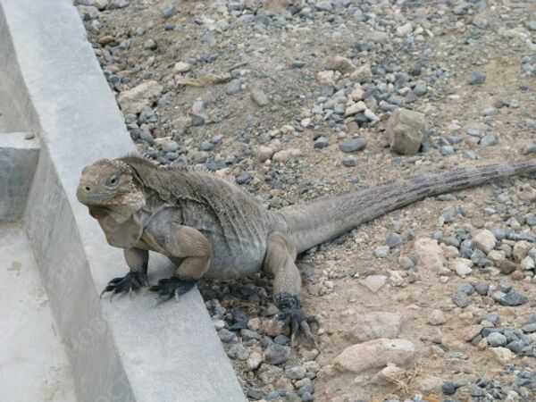 RIA Novosti. Maria Tabak - Sputnik Mundo