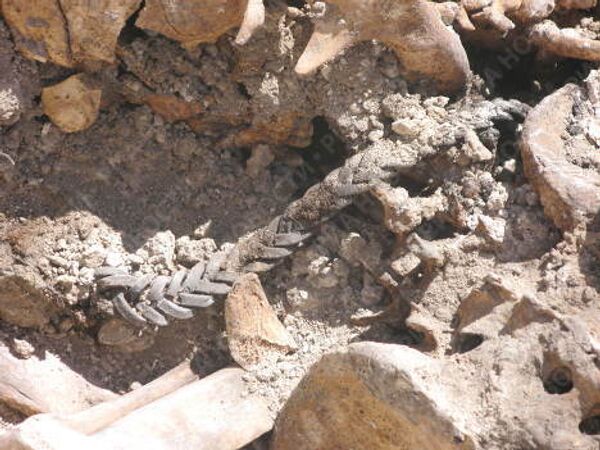 RIA Novosti. Yelena Visens - Sputnik Mundo