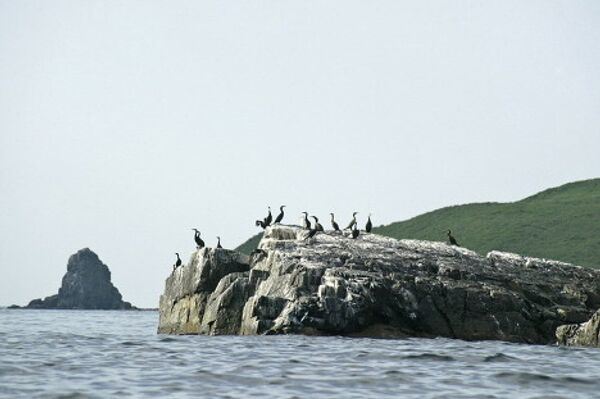 © Las fotos son un aporte de la administración del territorio de Primorie - Sputnik Mundo