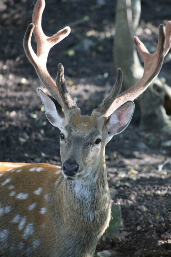 © Las fotos son un aporte de la administración del territorio de Primorie - Sputnik Mundo