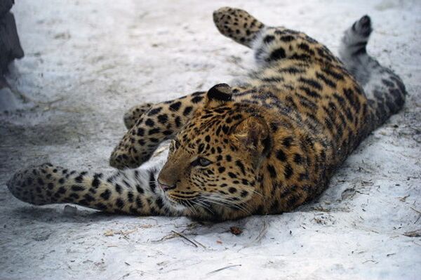 © Las fotos son un aporte de la administración del territorio de Primorie - Sputnik Mundo