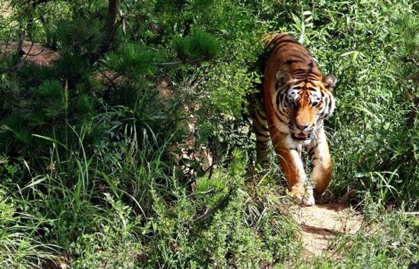 © Las fotos son un aporte de la administración del territorio de Primorie - Sputnik Mundo