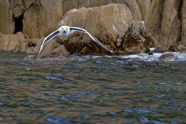 © Las fotos son un aporte de la administración del territorio de Primorie - Sputnik Mundo