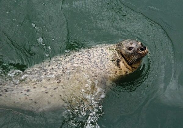 © Las fotos son un aporte de la administración del territorio de Primorie - Sputnik Mundo