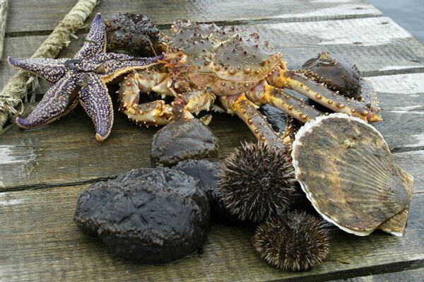 © Las fotos son un aporte de la administración del territorio de Primorie - Sputnik Mundo