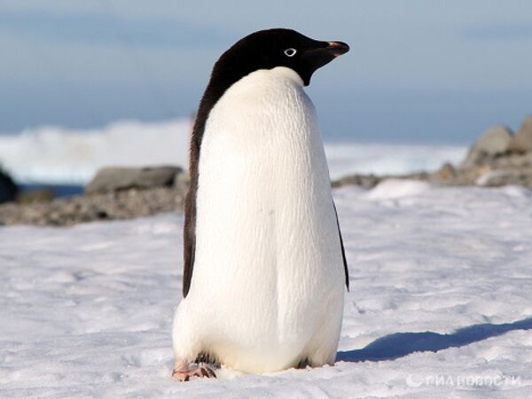 RIA Novosti. Alexander Solovskiy RIA Novosti. Alexander Solovskiy - Sputnik Mundo