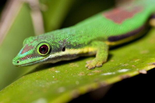 RIA Novosti. Anton Denisov - Sputnik Mundo