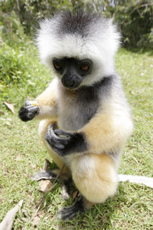 RIA Novosti. Anton Denisov - Sputnik Mundo