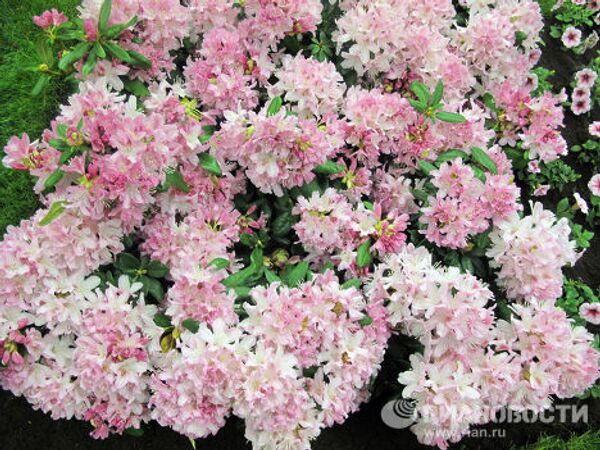 RIA Novosti. Monique Mulen - Sputnik Mundo