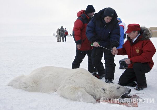 Vladímir Putin en compañía de un oso polar en el Ártico - Sputnik Mundo