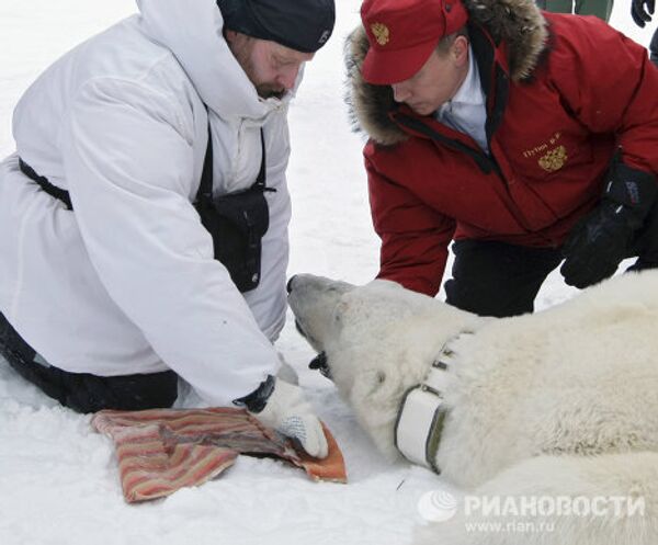 Vladímir Putin en compañía de un oso polar en el Ártico - Sputnik Mundo