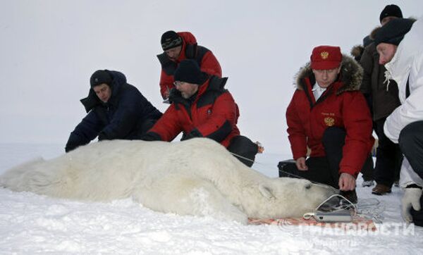 Vladímir Putin en compañía de un oso polar en el Ártico - Sputnik Mundo