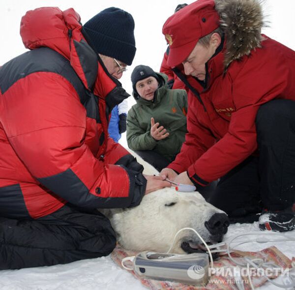 Vladímir Putin en compañía de un oso polar en el Ártico - Sputnik Mundo