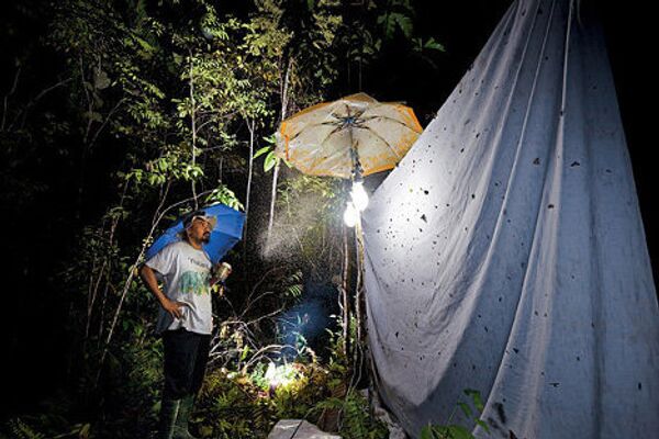 National Geographic/Tim Laman - Sputnik Mundo