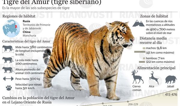 Tigre del Amur Tigre del Amur - Sputnik Mundo