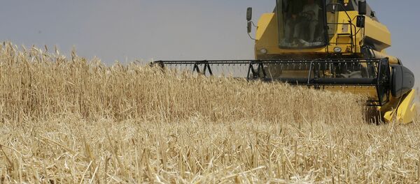 Cosecha de trigo en Rusia - Sputnik Mundo