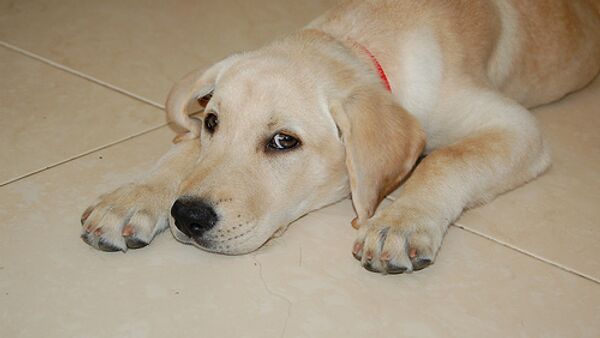 Perro labrador. Archivo - Sputnik Mundo