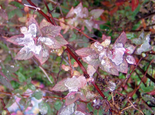 Moscovitas sacan fotos de la primera nieve en 2010 - Sputnik Mundo