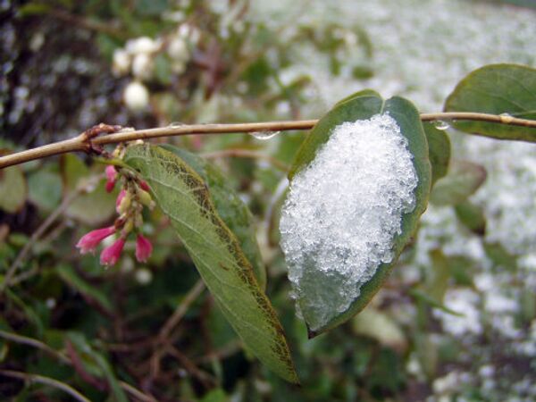 Moscovitas sacan fotos de la primera nieve en 2010 - Sputnik Mundo