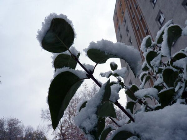 Moscovitas sacan fotos de la primera nieve en 2010 - Sputnik Mundo