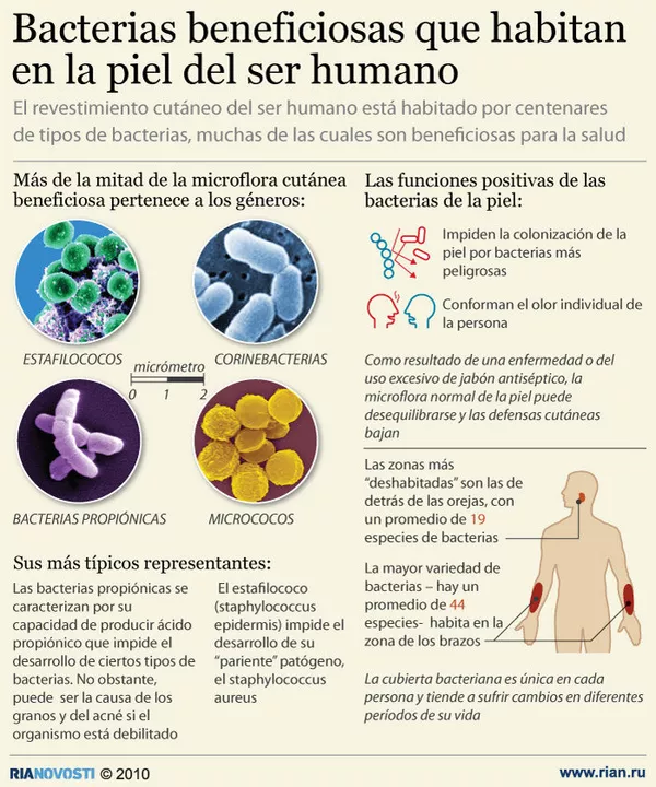 Bacterias beneficiosas que habitan en la piel del ser humano - Sputnik Mundo