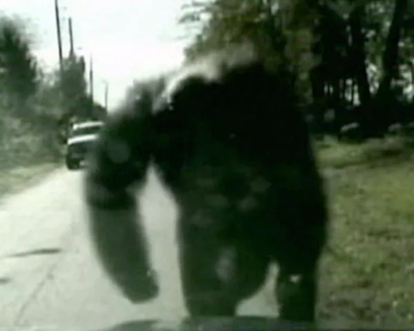 Chimpancé escapa de su dueño y ataca coche policial - Sputnik Mundo