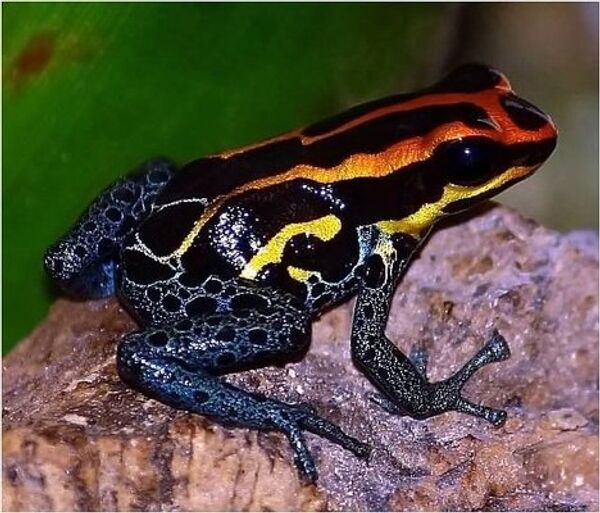 Especies de flora y fauna de Amazonas hace poco desconocidas por científicos - Sputnik Mundo