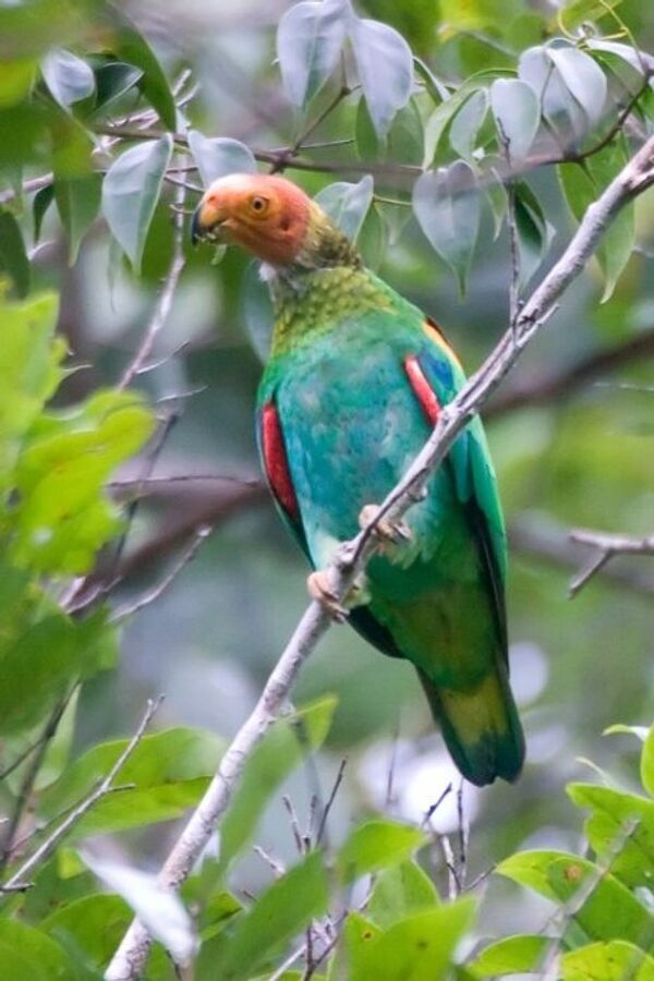 Especies de flora y fauna de Amazonas hace poco desconocidas por científicos - Sputnik Mundo