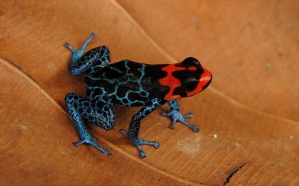 Especies de flora y fauna de Amazonas hace poco desconocidas por científicos - Sputnik Mundo