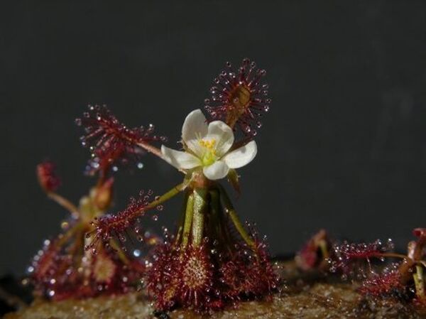 Especies de flora y fauna de Amazonas hace poco desconocidas por científicos - Sputnik Mundo