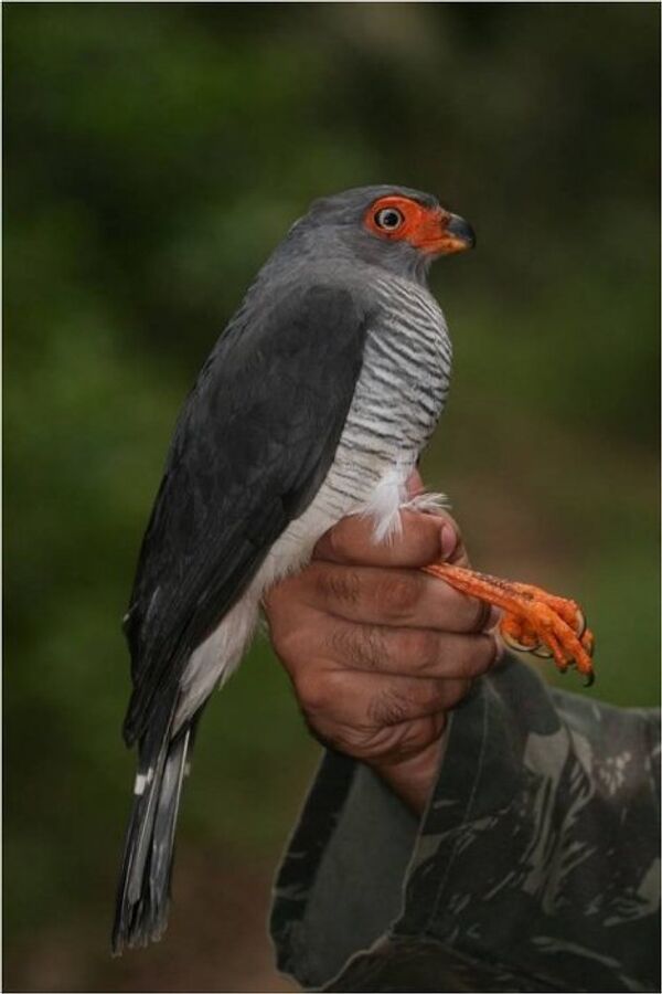 Especies de flora y fauna de Amazonas hace poco desconocidas por científicos - Sputnik Mundo