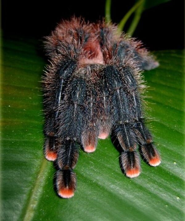 Especies de flora y fauna de Amazonas hace poco desconocidas por científicos - Sputnik Mundo