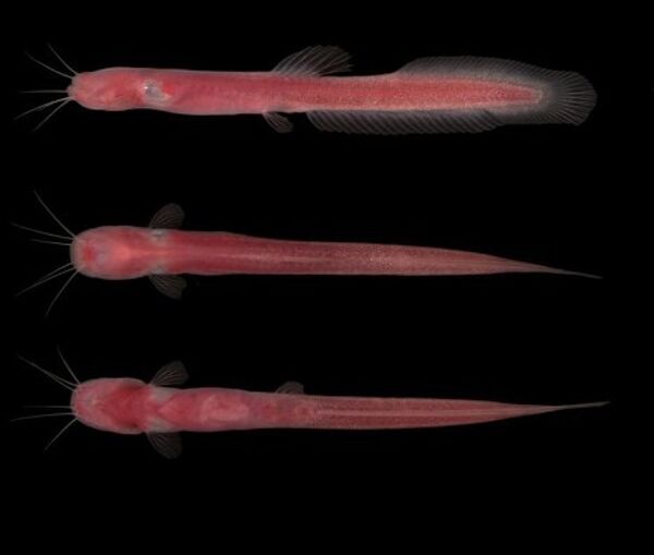 Especies de flora y fauna de Amazonas hace poco desconocidas por científicos - Sputnik Mundo