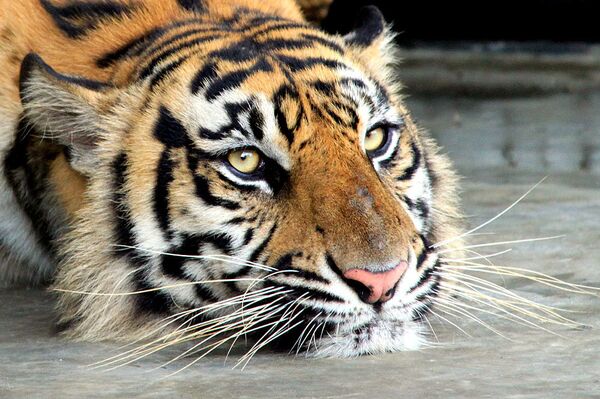 Concierto en apoyo a la Cumbre del Tigre se dará en San Petersburgo - Sputnik Mundo