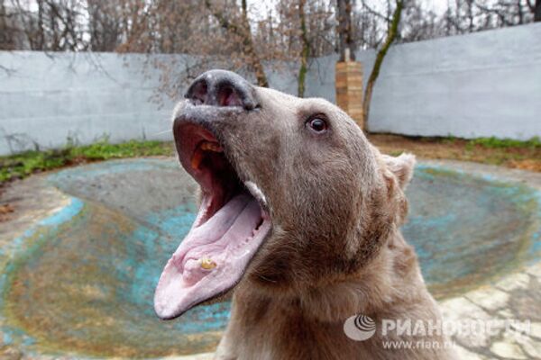 El oso Stiopa, estrella del cine ruso - Sputnik Mundo