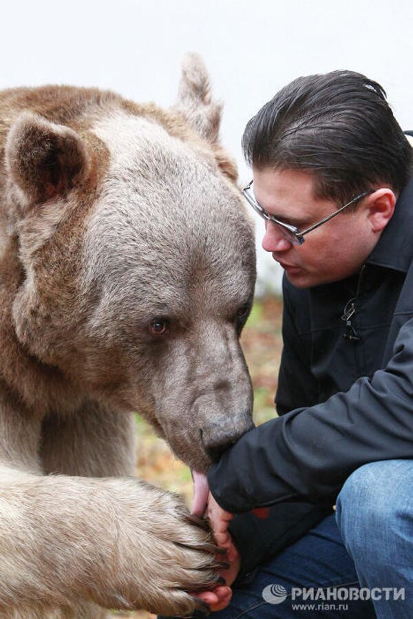 El oso Stiopa, estrella del cine ruso - Sputnik Mundo