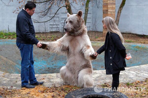 El oso Stiopa, estrella del cine ruso - Sputnik Mundo