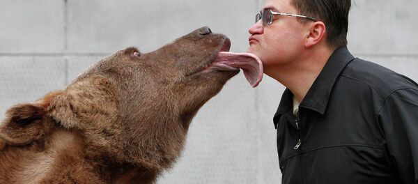 El oso Stepán El oso Stepán - Sputnik Mundo