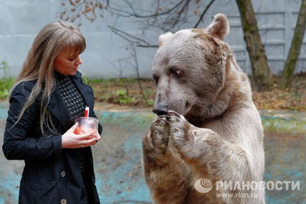 El oso Stiopa, estrella del cine ruso - Sputnik Mundo