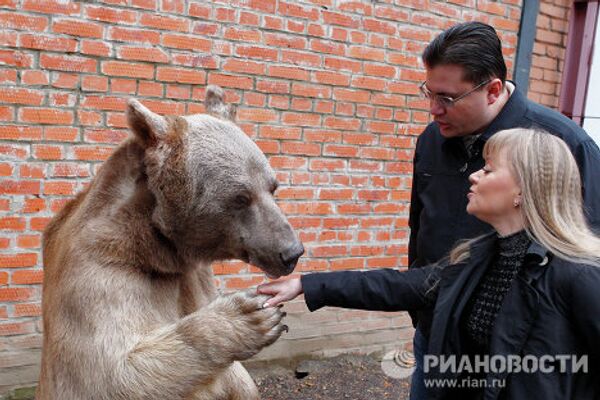 El oso Stiopa, estrella del cine ruso - Sputnik Mundo